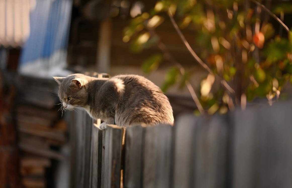 Eine Katze sitzt auf einem Zaun