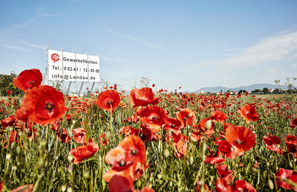 Wiese mit Mohnblumen